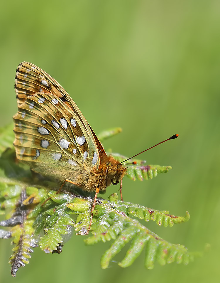 dark green fritillary